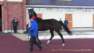 カレンブラックヒル(Curren Black Hill) - 優駿スタリオンステーション種牡馬展示会2021