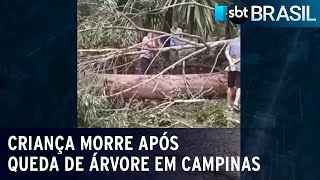 Criança morre após queda de árvore em Campinas | SBT Brasil (24/01/23)