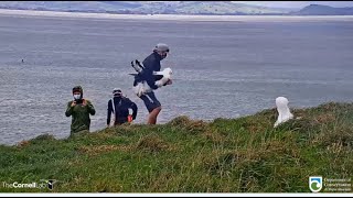 Royal Cam Albatross ~ Tiaki Gets Fitted With A GPS Tracker! 9.9.21