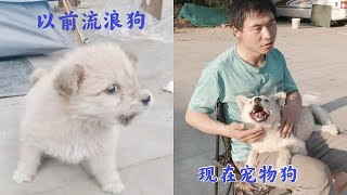 从小就收养的小狗保镖，现在变成了有主人的宠物狗