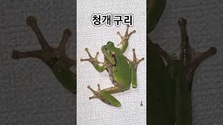 가끔 집안으로 들어오는 청개구리 울음소리에 밤잠을 설치기도 하지만 귀여워요~ #청개구리 #개구리 #즐거워서소리질러요 #쾍쾍쾍 #괴산농부유튜브공부방