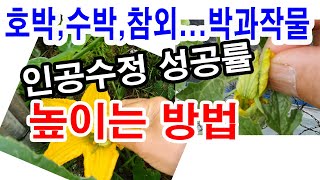 호박,수박,참외... 박과작물 수정 성공률 높이는 방법(호박재배,수박재배,참외재배,호박 인공수분, 수박 인공수분, 참외 인공수분, 인공수정, 호박 착과, 수박 착과, 참외 착과)