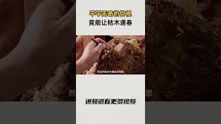 平平无奇的竹根，经过匠人的精雕细琢后，竟能让“枯木逢春”#知识 #趣闻 #历史