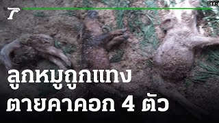 ชาวบ้านผวา ลูกหมูถูกแทงคอตายคาคอก 4 ตัว | 25-06-64 | ข่าวเที่ยงไทยรัฐ