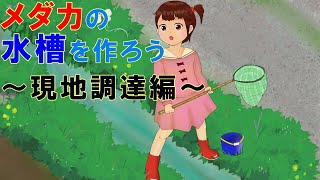 メダカ水槽立ち上げ～現地で砂、水草、ヌマエビ、タニシなどを捕って、その場でメダカ用の水槽を作る【メダカ日記No.15】