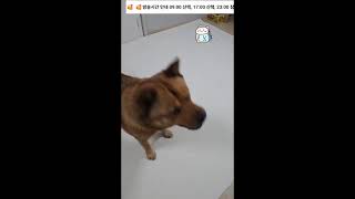 육지 생활 녹화영상 - 놀이하는 따야 - The Ship Dog, his name is \