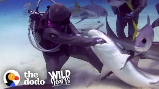Woman Has Removed Over 300 Hooks From Sharks' Mouths | The Dodo Wild Hearts