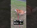 【喜びおじさん🤩】柴犬さーち shorts