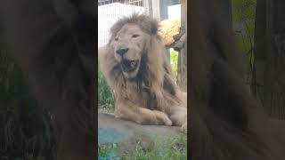 樹秋△⑮ホワイトライオン・白獅子・セラムくん・沖縄こどもの国・・・White_Lion・Okinawa Zoo \u0026 Museum(20241028)