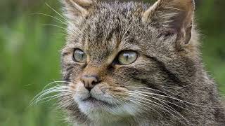 Are European Wildcats extinct? Can you have a European wildcat as a pet? [European Wildcats]