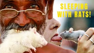 EXTREME HINDU SECT: They Believe Rats are Humans!