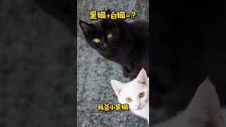 黑猫与白猫的孩子到底会是什么颜色呢？ #shorts #萌宠 #混血儿