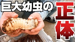 超巨大カブトムシの幼虫を大調査【幼虫編】～ヘラクレスオオカブト～The world's largest hercules beetle larva