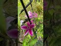 clematis. i saw a pic online 3 clematis planted in 1 spot. i did same thing. i planted new 1.