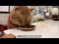 今天又是平平淡淡的一天 给猫咪们做点自制猫粮～ vlog日常 vlog萌宠日常