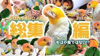 もはや鳥ではない⁉️子犬の様なシロハラインコ ノア2022年総集編 caique@柿の葉寿司 ノア