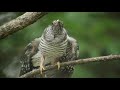 cuckoo chick coup common cuckoo s deposition daurian redstart.