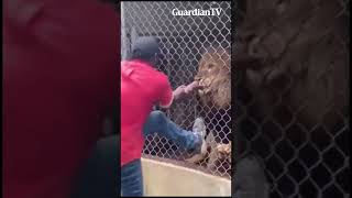 Zoo attendant lost fingers to a lion after battling for his life