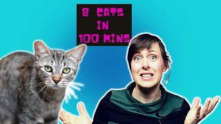 I Neutered 8 Cats in 100 minutes!! (CENSORED) | Stray Cats, Trap Neuter Return Program | VET ADVICE