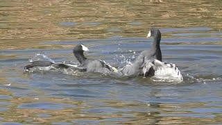 Coot Fight