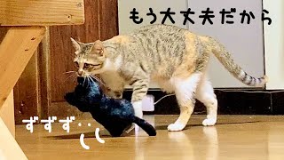 夜な夜なお気に入りのぬいぐるみを安全な場所へ運ぶ子猫