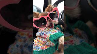 Dog Putting On Sunglasses Will Melt Your Heart 🥹🕶️❤️