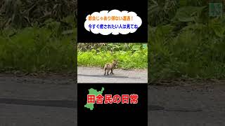 【超奇跡】偶然撮影した野生動物の激レア映像がこちら