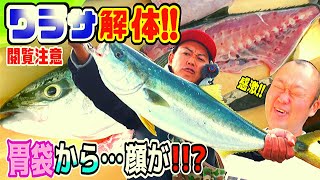 【閲覧注意】欲張り魚を捌いたらパンパンの胃袋から顔が…