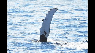 Humpback Whale (Megaptera novaeangliae) 4K