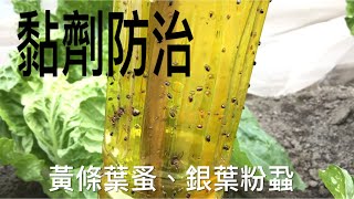 【休閒小菜園】黏劑防治黃條葉蚤、銀葉粉蝨，火龍果修剪，蔬果採收集錦。