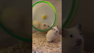 回し車の取り合いが…  可愛い😍　　#hamster