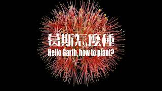 火球花開花縮時攝影 | Blood Lily | Cape Tulip | #shorts