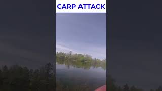 CARP ATTACK