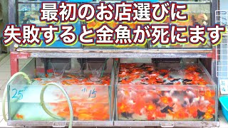 【金魚の飼い方】失敗しないお店選びのコツと元気な金魚の選び方