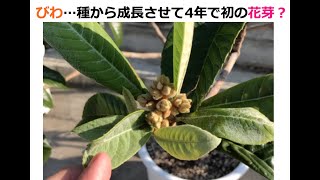 びわ. 初の花芽？種から発芽させて4年経過...2022年10月01日の様子.