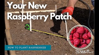 How to Plant A Raspberry Patch