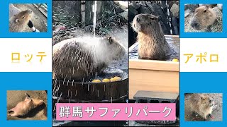 群馬サファリパークのカピバラ　ラーメンのように草を食べるカピバラ#カピバラ #capybara #animals