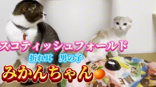 第23話 新しい家族スコティッシュフォールドみかんちゃん＃スコティッシュフォールド折れ耳＃スコティッシュフォールド折れ耳子猫＃猫のいる生活