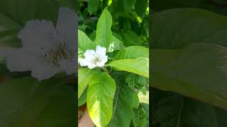 Oprašivanje Mušmule (Pollination of Medlar)..