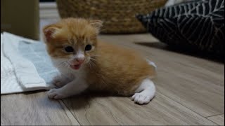 【4K】うるさい物音に思わずブチ切れちゃう子猫 #shorts