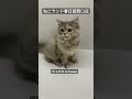 【子猫販売】 サイベリアン 子猫 猫アレルギー ねこランド 春日部