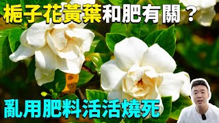 梔子花黃葉掉苞，很可能是你亂用磷肥導致，錯誤施肥不是催花而是辣手摧花！|禪藝綠植工作室