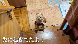 飼い主が起きてくるのを階段下で待っている愛犬が可愛い…笑