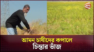 পটুয়াখালীর অধিকাংশ আমন চাষীদের কপালে চিন্তার ভাঁজ | Patuakhali News | Aman Rice | Channel 24