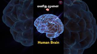 INFO BYTES IN TAMIL - VIDEO - 17 | மனித மூளை #shorts #infobytes #gk #worldinfolabtamil #humanbrain