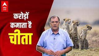 करोड़ों कमाता है चीता | Cheetah In India | Project Cheetah