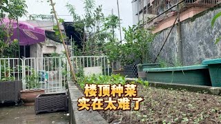 经历几天没日没夜的雨，楼顶的菜基本没用了，能收获的就是坚强菜