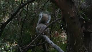 Lo scoiattolo prepara la tana. The squirrel prepares the lair.