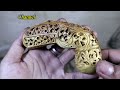 wood carving - carving a keris hilt - Jambia Channel