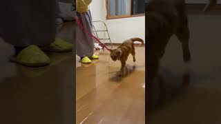 みかんとリボンで遊んでみたけど、10秒で飽きられた件 　cat is playing with ribbon #shorts